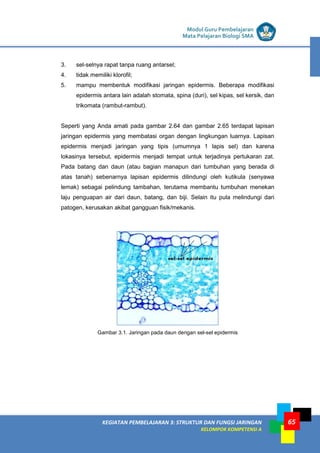 LISTRIK untuk SMP
KEGIATAN PEMBELAJARAN 3: STRUKTUR DAN FUNGSI JARINGAN
KELOMPOK KOMPETENSI A
Modul Guru Pembelajaran
Mata Pelajaran Biologi SMA
65
3. sel-selnya rapat tanpa ruang antarsel;
4. tidak memiliki klorofil;
5. mampu membentuk modifikasi jaringan epidermis. Beberapa modifikasi
epidermis antara lain adalah stomata, spina (duri), sel kipas, sel kersik, dan
trikomata (rambut-rambut).
Seperti yang Anda amati pada gambar 2.64 dan gambar 2.65 terdapat lapisan
jaringan epidermis yang membatasi organ dengan lingkungan luarnya. Lapisan
epidermis menjadi jaringan yang tipis (umumnya 1 lapis sel) dan karena
lokasinya tersebut, epidermis menjadi tempat untuk terjadinya pertukaran zat.
Pada batang dan daun (atau bagian manapun dari tumbuhan yang berada di
atas tanah) sebenarnya lapisan epidermis dilindungi oleh kutikula (senyawa
lemak) sebagai pelindung tambahan, terutama membantu tumbuhan menekan
laju penguapan air dari daun, batang, dan biji. Selain itu pula melindungi dari
patogen, kerusakan akibat gangguan fisik/mekanis.
Gambar 3.1. Jaringan pada daun dengan sel-sel epidermis
 