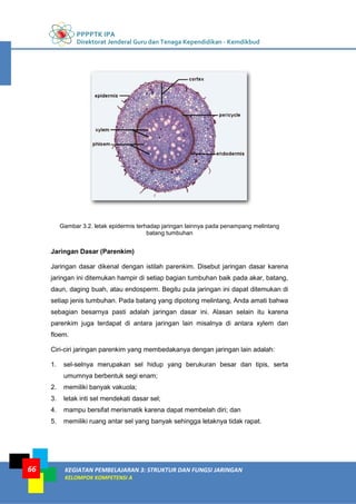 PPPPTK IPA
Direktorat Jenderal Guru dan Tenaga Kependidikan - Kemdikbud
KEGIATAN PEMBELAJARAN 3: STRUKTUR DAN FUNGSI JARINGAN
KELOMPOK KOMPETENSI A
66
Gambar 3.2. letak epidermis terhadap jaringan lainnya pada penampang melintang
batang tumbuhan
Jaringan Dasar (Parenkim)
Jaringan dasar dikenal dengan istilah parenkim. Disebut jaringan dasar karena
jaringan ini ditemukan hampir di setiap bagian tumbuhan baik pada akar, batang,
daun, daging buah, atau endosperm. Begitu pula jaringan ini dapat ditemukan di
setiap jenis tumbuhan. Pada batang yang dipotong melintang, Anda amati bahwa
sebagian besarnya pasti adalah jaringan dasar ini. Alasan selain itu karena
parenkim juga terdapat di antara jaringan lain misalnya di antara xylem dan
floem.
Ciri-ciri jaringan parenkim yang membedakanya dengan jaringan lain adalah:
1. sel-selnya merupakan sel hidup yang berukuran besar dan tipis, serta
umumnya berbentuk segi enam;
2. memiliki banyak vakuola;
3. letak inti sel mendekati dasar sel;
4. mampu bersifat merismatik karena dapat membelah diri; dan
5. memiliki ruang antar sel yang banyak sehingga letaknya tidak rapat.
 