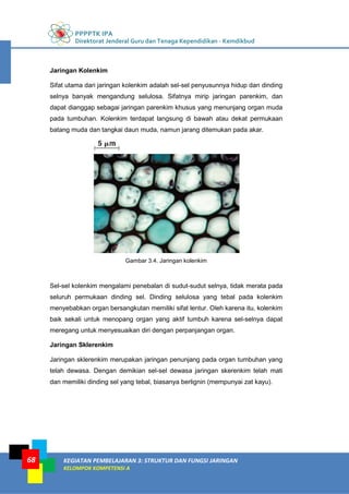 PPPPTK IPA
Direktorat Jenderal Guru dan Tenaga Kependidikan - Kemdikbud
KEGIATAN PEMBELAJARAN 3: STRUKTUR DAN FUNGSI JARINGAN
KELOMPOK KOMPETENSI A
68
Jaringan Kolenkim
Sifat utama dari jaringan kolenkim adalah sel-sel penyusunnya hidup dan dinding
selnya banyak mengandung selulosa. Sifatnya mirip jaringan parenkim, dan
dapat dianggap sebagai jaringan parenkim khusus yang menunjang organ muda
pada tumbuhan. Kolenkim terdapat langsung di bawah atau dekat permukaan
batang muda dan tangkai daun muda, namun jarang ditemukan pada akar.
Gambar 3.4. Jaringan kolenkim
Sel-sel kolenkim mengalami penebalan di sudut-sudut selnya, tidak merata pada
seluruh permukaan dinding sel. Dinding selulosa yang tebal pada kolenkim
menyebabkan organ bersangkutan memiliki sifat lentur. Oleh karena itu, kolenkim
baik sekali untuk menopang organ yang aktif tumbuh karena sel-selnya dapat
meregang untuk menyesuaikan diri dengan perpanjangan organ.
Jaringan Sklerenkim
Jaringan sklerenkim merupakan jaringan penunjang pada organ tumbuhan yang
telah dewasa. Dengan demikian sel-sel dewasa jaringan skerenkim telah mati
dan memiliki dinding sel yang tebal, biasanya berlignin (mempunyai zat kayu).
 