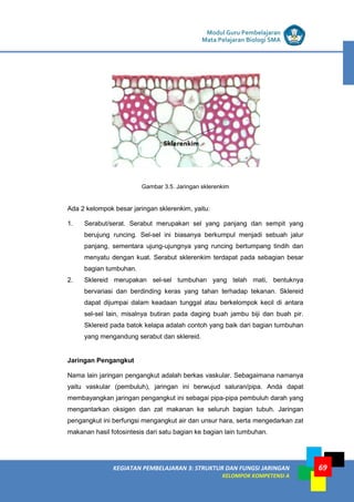 LISTRIK untuk SMP
KEGIATAN PEMBELAJARAN 3: STRUKTUR DAN FUNGSI JARINGAN
KELOMPOK KOMPETENSI A
Modul Guru Pembelajaran
Mata Pelajaran Biologi SMA
69
Gambar 3.5. Jaringan sklerenkim
Ada 2 kelompok besar jaringan sklerenkim, yaitu:
1. Serabut/serat. Serabut merupakan sel yang panjang dan sempit yang
berujung runcing. Sel-sel ini biasanya berkumpul menjadi sebuah jalur
panjang, sementara ujung-ujungnya yang runcing bertumpang tindih dan
menyatu dengan kuat. Serabut sklerenkim terdapat pada sebagian besar
bagian tumbuhan.
2. Sklereid merupakan sel-sel tumbuhan yang telah mati, bentuknya
bervariasi dan berdinding keras yang tahan terhadap tekanan. Sklereid
dapat dijumpai dalam keadaan tunggal atau berkelompok kecil di antara
sel-sel lain, misalnya butiran pada daging buah jambu biji dan buah pir.
Sklereid pada batok kelapa adalah contoh yang baik dari bagian tumbuhan
yang mengandung serabut dan sklereid.
Jaringan Pengangkut
Nama lain jaringan pengangkut adalah berkas vaskular. Sebagaimana namanya
yaitu vaskular (pembuluh), jaringan ini berwujud saluran/pipa. Anda dapat
membayangkan jaringan pengangkut ini sebagai pipa-pipa pembuluh darah yang
mengantarkan oksigen dan zat makanan ke seluruh bagian tubuh. Jaringan
pengangkut ini berfungsi mengangkut air dan unsur hara, serta mengedarkan zat
makanan hasil fotosintesis dari satu bagian ke bagian lain tumbuhan.
 