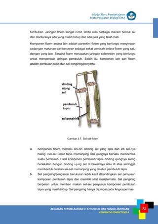 LISTRIK untuk SMP
KEGIATAN PEMBELAJARAN 3: STRUKTUR DAN FUNGSI JARINGAN
KELOMPOK KOMPETENSI A
Modul Guru Pembelajaran
Mata Pelajaran Biologi SMA
71
tumbuhan. Jaringan floem sangat rumit, terdiri atas berbagai macam bentuk sel
dan diantaranya ada yang masih hidup dan ada pula yang telah mati.
Komponen floem antara lain adalah parenkim floem yang berfungsi menyimpan
cadangan makanan dan berperan sebagai sekat pemisah antara floem yang satu
dengan yang lain. Serabut floem merupakan jaringan sklerenkim yang berfungsi
untuk memperkuat jaringan pembuluh. Selain itu, komponen lain dari floem
adalah pembuluh tapis dan sel pengiring/penyerta.
Gambar 3.7. Sel-sel floem
a. Komponen floem memiliki ciri-ciri dinding sel yang tipis dan inti sel-nya
hilang. Sel-sel unsur tapis memanjang dan ujungnya bersatu membentuk
suatu pembuluh. Pada komponen pembuluh tapis, dinding ujungnya saling
berlekatan dengan dinding ujung sel di bawahnya atau di atas sehingga
membentuk deretan sel-sel memanjang yang disebut pembuluh tapis.
b. Sel pengiring/pengantar berukuran lebih kecil dibandingkan sel penyusun
komponen pembuluh tapis dan memiliki sifat meristematis. Sel pengiring
berperan untuk memberi makan sel-sel penyusun komponen pembuluh
tapis yang masih hidup. Sel pengiring hanya dijumpai pada Angiospermae.
 