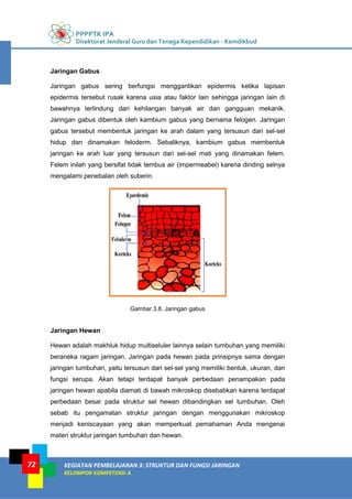 PPPPTK IPA
Direktorat Jenderal Guru dan Tenaga Kependidikan - Kemdikbud
KEGIATAN PEMBELAJARAN 3: STRUKTUR DAN FUNGSI JARINGAN
KELOMPOK KOMPETENSI A
72
Jaringan Gabus
Jaringan gabus sering berfungsi menggantikan epidermis ketika lapisan
epidermis tersebut rusak karena usia atau faktor lain sehingga jaringan lain di
bawahnya terlindung dari kehilangan banyak air dan gangguan mekanik.
Jaringan gabus dibentuk oleh kambium gabus yang bernama felogen. Jaringan
gabus tersebut membentuk jaringan ke arah dalam yang tersusun dari sel-sel
hidup dan dinamakan feloderm. Sebaliknya, kambium gabus membentuk
jaringan ke arah luar yang tersusun dari sel-sel mati yang dinamakan felem.
Felem inilah yang bersifat tidak tembus air (impermeabel) karena dinding selnya
mengalami penebalan oleh suberin.
Gambar 3.8. Jaringan gabus
Jaringan Hewan
Hewan adalah makhluk hidup multiseluler lainnya selain tumbuhan yang memiliki
beraneka ragam jaringan. Jaringan pada hewan pada prinsipnya sama dengan
jaringan tumbuhan, yaitu tersusun dari sel-sel yang memiliki bentuk, ukuran, dan
fungsi serupa. Akan tetapi terdapat banyak perbedaan penampakan pada
jaringan hewan apabila diamati di bawah mikroskop disebabkan karena terdapat
perbedaan besar pada struktur sel hewan dibandingkan sel tumbuhan. Oleh
sebab itu pengamatan struktur jaringan dengan menggunakan mikroskop
menjadi keniscayaan yang akan memperkuat pemahaman Anda mengenai
materi struktur jaringan tumbuhan dan hewan.
 