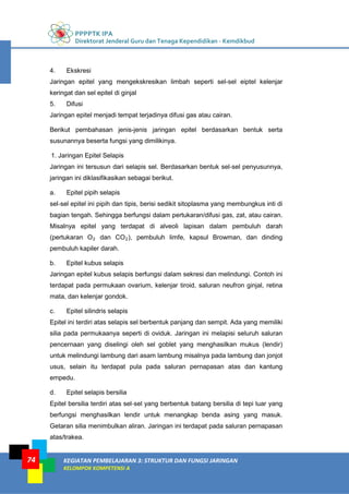 PPPPTK IPA
Direktorat Jenderal Guru dan Tenaga Kependidikan - Kemdikbud
KEGIATAN PEMBELAJARAN 3: STRUKTUR DAN FUNGSI JARINGAN
KELOMPOK KOMPETENSI A
74
4. Ekskresi
Jaringan epitel yang mengekskresikan limbah seperti sel-sel eiptel kelenjar
keringat dan sel epitel di ginjal
5. Difusi
Jaringan epitel menjadi tempat terjadinya difusi gas atau cairan.
Berikut pembahasan jenis-jenis jaringan epitel berdasarkan bentuk serta
susunannya beserta fungsi yang dimilikinya.
1. Jaringan Epitel Selapis
Jaringan ini tersusun dari selapis sel. Berdasarkan bentuk sel‐sel penyusunnya,
jaringan ini diklasifikasikan sebagai berikut.
a. Epitel pipih selapis
sel‐sel epitel ini pipih dan tipis, berisi sedikit sitoplasma yang membungkus inti di
bagian tengah. Sehingga berfungsi dalam pertukaran/difusi gas, zat, atau cairan.
Misalnya epitel yang terdapat di alveoli lapisan dalam pembuluh darah
(pertukaran O2 dan CO2), pembuluh limfe, kapsul Browman, dan dinding
pembuluh kapiler darah.
b. Epitel kubus selapis
Jaringan epitel kubus selapis berfungsi dalam sekresi dan melindungi. Contoh ini
terdapat pada permukaan ovarium, kelenjar tiroid, saluran neufron ginjal, retina
mata, dan kelenjar gondok.
c. Epitel silindris selapis
Epitel ini terdiri atas selapis sel berbentuk panjang dan sempit. Ada yang memiliki
silia pada permukaanya seperti di oviduk. Jaringan ini melapisi seluruh saluran
pencernaan yang diselingi oleh sel goblet yang menghasilkan mukus (lendir)
untuk melindungi lambung dari asam lambung misalnya pada lambung dan jonjot
usus, selain itu terdapat pula pada saluran pernapasan atas dan kantung
empedu.
d. Epitel selapis bersilia
Epitel bersilia terdiri atas sel‐sel yang berbentuk batang bersilia di tepi luar yang
berfungsi menghasilkan lendir untuk menangkap benda asing yang masuk.
Getaran silia menimbulkan aliran. Jaringan ini terdapat pada saluran pernapasan
atas/trakea.
 