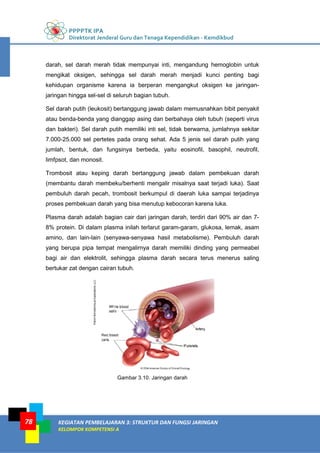 PPPPTK IPA
Direktorat Jenderal Guru dan Tenaga Kependidikan - Kemdikbud
KEGIATAN PEMBELAJARAN 3: STRUKTUR DAN FUNGSI JARINGAN
KELOMPOK KOMPETENSI A
78
darah, sel darah merah tidak mempunyai inti, mengandung hemoglobin untuk
mengikat oksigen, sehingga sel darah merah menjadi kunci penting bagi
kehidupan organisme karena ia berperan mengangkut oksigen ke jaringan-
jaringan hingga sel-sel di seluruh bagian tubuh.
Sel darah putih (leukosit) bertanggung jawab dalam memusnahkan bibit penyakit
atau benda-benda yang dianggap asing dan berbahaya oleh tubuh (seperti virus
dan bakteri). Sel darah putih memiliki inti sel, tidak berwarna, jumlahnya sekitar
7.000-25.000 sel pertetes pada orang sehat. Ada 5 jenis sel darah putih yang
jumlah, bentuk, dan fungsinya berbeda, yaitu eosinofil, basophil, neutrofil,
limfpsot, dan monosit.
Trombosit atau keping darah bertanggung jawab dalam pembekuan darah
(membantu darah membeku/berhenti mengalir misalnya saat terjadi luka). Saat
pembuluh darah pecah, trombosit berkumpul di daerah luka sampai terjadinya
proses pembekuan darah yang bisa menutup kebocoran karena luka.
Plasma darah adalah bagian cair dari jaringan darah, terdiri dari 90% air dan 7-
8% protein. Di dalam plasma inilah terlarut garam-garam, glukosa, lemak, asam
amino, dan lain-lain (senyawa-senyawa hasil metabolisme). Pembuluh darah
yang berupa pipa tempat mengalirnya darah memiliki dinding yang permeabel
bagi air dan elektrolit, sehingga plasma darah secara terus menerus saling
bertukar zat dengan cairan tubuh.
Gambar 3.10. Jaringan darah
 