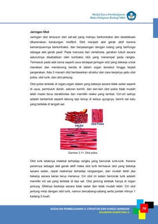 LISTRIK untuk SMP
KEGIATAN PEMBELAJARAN 3: STRUKTUR DAN FUNGSI JARINGAN
KELOMPOK KOMPETENSI A
Modul Guru Pembelajaran
Mata Pelajaran Biologi SMA
79
Jaringan Otot
Jaringan otot tersusun dari sel-sel yang mampu berkontraksi dan berelaksasi
dikarenakan kandungan miofibril. Otot menjadi alat gerak aktif karena
kemampuannya berkontraksi, dan berpasangan dengan tulang yang berfungsi
sebagai alat gerak pasif. Pada manusia dan vertebrata, gerakan tubuh secara
seluruhnya disebabkan oleh kontraksi otot yang menempel pada rangka.
Termasuk pada alat cerna seperti usus terdapat jaringan otot yang bekerja untuk
menekan dan mendorong benda di dalam organ tersebut hingga terjadi
pergerakan. Ada 3 macam otot berdasarkan struktur dan cara kerjanya yaitu otot
polos, otot lurik, dan otot jantung.
Otot polos terletak di organ-organ dalam yang bekerja secara tidak sadar seperti
di usus, pembuluh darah, saluran kemih, dan lain-lain otot polos tidak mudah
lelah meski terus beraktivitas dan memiliki reaksi yang lambat. Ciri-ciri selnya
adalah berbentuk seperti tabung tapi lancip di kedua ujungnya, berinti sel satu
yang terletak di tengah sel.
Gambar 3.11. Otot polos
Otot lurik letaknya melekat terhadap rangka yang bercorak lurik-lurik. Karena
perannya sebagai alat gerak aktif maka otot lurik termasuk otot yang bekerja
secara sadar, cepat reaksinya terhadap rangsangan, dan mudah lelah jika
bekerja secara keras terus menerus. Ciri otot ini selain bercorak lurik adalah
memiliki inti sel yang terletak di tepi sel. Otot jantung terletak hanya di organ
jantung. Sifatnya berkerja secara tidak sadar dan tidak mudah lelah. Ciri otot
jantung mirip dengan otot lurik, namun bercabang-cabang serta jumlah intinya 1
kadang 2 buah.
 