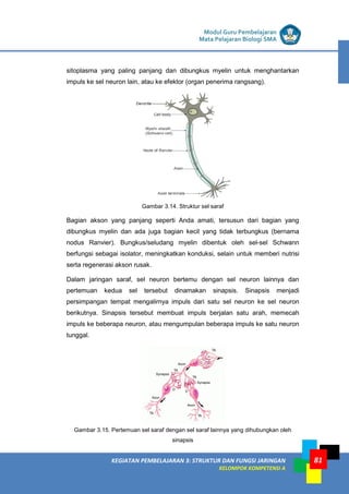 LISTRIK untuk SMP
KEGIATAN PEMBELAJARAN 3: STRUKTUR DAN FUNGSI JARINGAN
KELOMPOK KOMPETENSI A
Modul Guru Pembelajaran
Mata Pelajaran Biologi SMA
81
sitoplasma yang paling panjang dan dibungkus myelin untuk menghantarkan
impuls ke sel neuron lain, atau ke efektor (organ penerima rangsang).
Gambar 3.14. Struktur sel saraf
Bagian akson yang panjang seperti Anda amati, tersusun dari bagian yang
dibungkus myelin dan ada juga bagian kecil yang tidak terbungkus (bernama
nodus Ranvier). Bungkus/seludang myelin dibentuk oleh sel-sel Schwann
berfungsi sebagai isolator, meningkatkan konduksi, selain untuk memberi nutrisi
serta regenerasi akson rusak.
Dalam jaringan saraf, sel neuron bertemu dengan sel neuron lainnya dan
pertemuan kedua sel tersebut dinamakan sinapsis. Sinapsis menjadi
persimpangan tempat mengalirnya impuls dari satu sel neuron ke sel neuron
berikutnya. Sinapsis tersebut membuat impuls berjalan satu arah, memecah
impuls ke beberapa neuron, atau mengumpulan beberapa impuls ke satu neuron
tunggal.
Gambar 3.15. Pertemuan sel saraf dengan sel saraf lainnya yang dihubungkan oleh
sinapsis
 