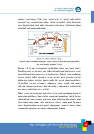 LISTRIK untuk SMP
KEGIATAN PEMBELAJARAN 4: STRUKTUR DAN FUNGSI JARINGAN
KELOMPOK KOMPETENSI A
Modul Guru Pembelajaran
Mata Pelajaran Biologi SMA
93
sewaktu kanak-kanak. Pada masa pertumbuhan ini sel-sel pada epifisis
membelah dan memanjangkan tulang. Ketika kita tumbuh, tulang bertambah
keras dan bertambah berat, tetapi kelenturannya berkurang. Hal itu berarti tulang
bertambah kuat tetapi mudah patah.
Gambar 4.2. Pembentukan Tulang
(Sumber : http://sulaiman4fun.blogspot. co.id/ 2012/07/ osifikasi-sekunder-yang-terdiri-
dari.html, diunduh tanggal 6/1/2016)
Gambar 4.2. di atas menunjukkan pembentukan tulang dari tulang rawan.
Sewaktu embrio, semua tulang pipa pada mulanya berupa batang tulang rawan
yang diselubungi oleh suatu membran (perikondrium). Sebuah pusat penulangan
pertama disebut diafisis tampak di tengah jaringan yang kemudian menjadi
tulang pipa. Kalsium ditimbun dalam matriks dan sel-sel tulang berkembang.
Perikondrium menjadi periosteum, selanjutnya tulang tumbuh baik secara
melingkar maupun memanjang. Selanjutnya tulang yang sedang tumbuh terdiri
atas batang (diafisis) dan ujung (epifisis).
Dalam proses perkembangan selanjutnya timbul pusat penulangan kedua di
setiap ujung epifisisnya. Dalam hal ini penulangan berawal dari daerah itu dan
meluas ke arah batang juga ke arah ujung setiap epifisisnya. Ujung tulang tetap
ditutupi oleh tulang rawan hialin yang menjadi tulang rawan sendi. Di antara
batang dan setiap ujung terdapat selapis tulang rawan. Lapisan ini disebut tulang
rawan epifisis yang tetap ada sampai tulang menjadi dewasa.
 