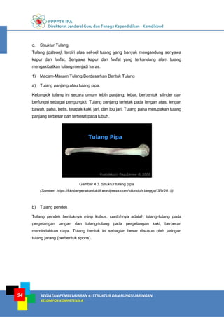 PPPPTK IPA
Direktorat Jenderal Guru dan Tenaga Kependidikan - Kemdikbud
KEGIATAN PEMBELAJARAN 4: STRUKTUR DAN FUNGSI JARINGAN
KELOMPOK KOMPETENSI A
94
c. Struktur Tulang
Tulang (osteon), terdiri atas sel-sel tulang yang banyak mengandung senyawa
kapur dan fosfat. Senyawa kapur dan fosfat yang terkandung alam tulang
mengakibatkan tulang menjadi keras.
1) Macam-Macam Tulang Berdasarkan Bentuk Tulang
a) Tulang panjang atau tulang pipa.
Kelompok tulang ini secara umum lebih panjang, lebar, berbentuk silinder dan
berfungsi sebagai pengungkit. Tulang panjang terletak pada lengan atas, lengan
bawah, paha, betis, telapak kaki, jari, dan ibu jari. Tulang paha merupakan tulang
panjang terbesar dan terberat pada tubuh.
Gambar 4.3. Struktur tulang pipa
(Sumber: https://kknbergerakuntuk8f.wordpress.com/ diunduh tanggal 3/9/2015)
b) Tulang pendek
Tulang pendek bentuknya mirip kubus, contohnya adalah tulang-tulang pada
pergelangan tangan dan tulang-tulang pada pergelangan kaki, berperan
memindahkan daya. Tulang bentuk ini sebagian besar disusun oleh jaringan
tulang jarang (berbentuk spons).
 