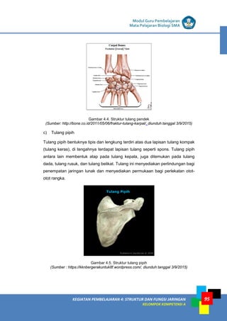 LISTRIK untuk SMP
KEGIATAN PEMBELAJARAN 4: STRUKTUR DAN FUNGSI JARINGAN
KELOMPOK KOMPETENSI A
Modul Guru Pembelajaran
Mata Pelajaran Biologi SMA
95
Gambar 4.4. Struktur tulang pendek
(Sumber: http://bone.co.id/2011/05/06/fraktur-tulang-karpal/, diunduh tanggal 3/9/2015)
c) Tulang pipih
Tulang pipih bentuknya tipis dan lengkung terdiri atas dua lapisan tulang kompak
(tulang keras), di tengahnya terdapat lapisan tulang seperti spons. Tulang pipih
antara lain membentuk atap pada tulang kepala, juga ditemukan pada tulang
dada, tulang rusuk, dan tulang belikat. Tulang ini menyediakan perlindungan bagi
penempatan jaringan lunak dan menyediakan permukaan bagi perlekatan otot-
otot rangka.
Gambar 4.5. Struktur tulang pipih
(Sumber : https://kknbergerakuntuk8f.wordpress.com/, diunduh tanggal 3/9/2015)
 