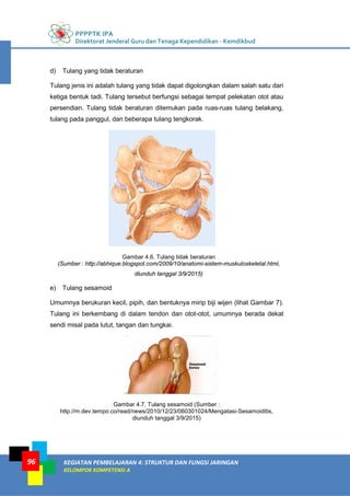 PPPPTK IPA
Direktorat Jenderal Guru dan Tenaga Kependidikan - Kemdikbud
KEGIATAN PEMBELAJARAN 4: STRUKTUR DAN FUNGSI JARINGAN
KELOMPOK KOMPETENSI A
96
d) Tulang yang tidak beraturan
Tulang jenis ini adalah tulang yang tidak dapat digolongkan dalam salah satu dari
ketiga bentuk tadi. Tulang tersebut berfungsi sebagai tempat pelekatan otot atau
persendian. Tulang tidak beraturan ditemukan pada ruas-ruas tulang belakang,
tulang pada panggul, dan beberapa tulang tengkorak.
Gambar 4.6. Tulang tidak beraturan
(Sumber : http://abhique.blogspot.com/2009/10/anatomi-sistem-muskuloskeletal.html,
diunduh tanggal 3/9/2015)
e) Tulang sesamoid
Umumnya berukuran kecil, pipih, dan bentuknya mirip biji wijen (lihat Gambar 7).
Tulang ini berkembang di dalam tendon dan otot-otot, umumnya berada dekat
sendi misal pada lutut, tangan dan tungkai.
Gambar 4.7. Tulang sesamoid (Sumber :
http://m.dev.tempo.co/read/news/2010/12/23/060301024/Mengatasi-Sesamoiditis,
diunduh tanggal 3/9/2015)
 