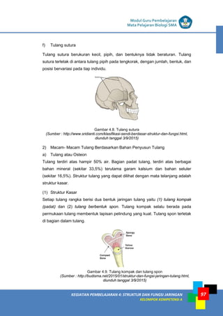 LISTRIK untuk SMP
KEGIATAN PEMBELAJARAN 4: STRUKTUR DAN FUNGSI JARINGAN
KELOMPOK KOMPETENSI A
Modul Guru Pembelajaran
Mata Pelajaran Biologi SMA
97
f) Tulang sutura
Tulang sutura berukuran kecil, pipih, dan bentuknya tidak beraturan. Tulang
sutura terletak di antara tulang pipih pada tengkorak, dengan jumlah, bentuk, dan
posisi bervariasi pada tiap individu.
Gambar 4.8. Tulang sutura
(Sumber : http://www.sridianti.com/klasifikasi-sendi-berdasar-struktur-dan-fungsi.html,
diunduh tanggal 3/9/2015)
2) Macam- Macam Tulang Berdasarkan Bahan Penyusun Tulang
a) Tulang atau Osteon
Tulang terdiri atas hampir 50% air. Bagian padat tulang, terdiri atas berbagai
bahan mineral (sekitar 33,5%) terutama garam kalsium dan bahan seluler
(sekitar 16,5%). Struktur tulang yang dapat dilihat dengan mata telanjang adalah
struktur kasar.
(1) Struktur Kasar
Setiap tulang rangka berisi dua bentuk jaringan tulang yaitu (1) tulang kompak
(padat) dan (2) tulang berbentuk spon. Tulang kompak selalu berada pada
permukaan tulang membentuk lapisan pelindung yang kuat. Tulang spon terletak
di bagian dalam tulang.
Gambar 4.9. Tulang kompak dan tulang spon
(Sumber : http://budisma.net/2015/01/struktur-dan-fungsi-jaringan-tulang.html,
diunduh tanggal 3/9/2015)
 