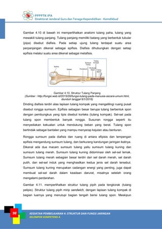 PPPPTK IPA
Direktorat Jenderal Guru dan Tenaga Kependidikan - Kemdikbud
KEGIATAN PEMBELAJARAN 4: STRUKTUR DAN FUNGSI JARINGAN
KELOMPOK KOMPETENSI A
98
Gambar 4.10 di bawah ini memperlihatkan anatomi tulang paha, tulang yang
mewakili tulang panjang. Tulang panjang memiliki batang yang berbentuk tubular
(pipa) disebut diafisis. Pada setiap ujung tulang terdapat suatu area
perpanjangan dikenal sebagai epifisis. Diafisis dihubungkan dengan setiap
epifisis melalui suatu area dikenal sebagai metafisis.
Gambar 4.10. Struktur Tulang Panjang
(Sumber : http://fungsi.web.id/2015/05/fungsi-tulang-pada-manusia-secara-umum.html,
diunduh tanggal 6/1/2016)
Dinding diafisis terdiri atas lapisan tulang kompak yang mengelilingi ruang pusat
disebut rongga sumsum. Epifisis sebagian besar berupa tulang berbentuk spon
dengan pembungkus yang tipis disebut korteks (tulang kompak). Sel-sel pada
tulang spon membentuk banyak rongga. Susunan rongga seperti itu
menyediakan kekuatan untuk mendukung beban yang berat. Tulang spon
bertindak sebagai bantalan yang mampu menyerap kejutan atau benturan.
Rongga sumsum pada diafisis dan ruang di antara efipisis dan lempengan
epifisis mengandung sumsum tulang, dan berkurang kandungan jaringan ikatnya.
Dikenal ada dua macam sumsum tulang yaitu sumsum tulang kuning dan
sumsum tulang merah. Sumsum tulang kuning didominasi oleh sel-sel lemak.
Sumsum tulang merah sebagian besar terdiri dari sel darah merah, sel darah
putih, dan sel-sel induk yang menghasilkan kedua jenis sel darah tersebut.
Sumsum tulang kuning merupakan cadangan energi yang penting, juga dapat
membuat sel-sel darah dalam keadaan darurat, misalnya setelah orang
mengalami perdarahan.
Gambar 4.11. memperlihatkan struktur tulang pipih pada tengkorak (tulang
pelipis). Struktur tulang pipih mirip sandwich, dengan lapisan tulang kompak di
bagian luarnya yang menutupi bagian tengah berisi tulang spon. Meskipun
 