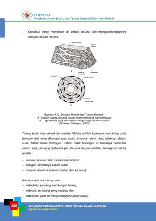 PPPPTK IPA
Direktorat Jenderal Guru dan Tenaga Kependidikan - Kemdikbud
KEGIATAN PEMBELAJARAN 4: STRUKTUR DAN FUNGSI JARINGAN
KELOMPOK KOMPETENSI A
100
− Kanalikuli yang memancar di antara lakuna dan menggandengkannya
dengan saluran Havers.
Gambar 4.12. Struktur Mikroskopik Tulang Kompak:
A. Bagian tulang panjang dalam irisan melintang dan membujur
B. Tiga lamela yang konsentris mengelilingi saluran Havers
(Sumber: Setiawan, 2007)
Tulang terdiri atas sel-sel dan matriks. Matriks adalah kompenen non hidup pada
jaringan ikat, yang dibangun atas suatu anyaman serat yang terbenam dalam
suatu bahan dasar homogen. Bahan dasar homogen ini biasanya berbentuk
cairan, ada pula yang berbentuk jeli, ataupun berupa padatan. Jenis-jenis matriks
adalah :
− semen, tersusun dari molekul karbohidrat;
− kolagen, bentuknya seperti serat;
− mineral, misalnya kalsium, fosfat, dan karbonat.
Ada tiga jenis sel tulang, yaitu:
− osteoblas, sel yang membangun tulang;
− osteosit, sel tulang yang matang; dan
− osteoklas, yaitu sel yang menghancurkan tulang.
 
