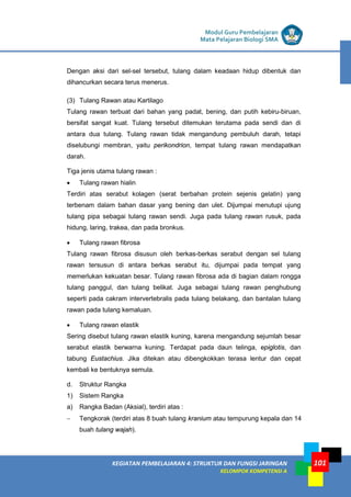 LISTRIK untuk SMP
KEGIATAN PEMBELAJARAN 4: STRUKTUR DAN FUNGSI JARINGAN
KELOMPOK KOMPETENSI A
Modul Guru Pembelajaran
Mata Pelajaran Biologi SMA
101
Dengan aksi dari sel-sel tersebut, tulang dalam keadaan hidup dibentuk dan
dihancurkan secara terus menerus.
(3) Tulang Rawan atau Kartilago
Tulang rawan terbuat dari bahan yang padat, bening, dan putih kebiru-biruan,
bersifat sangat kuat. Tulang tersebut ditemukan terutama pada sendi dan di
antara dua tulang. Tulang rawan tidak mengandung pembuluh darah, tetapi
diselubungi membran, yaitu perikondrion, tempat tulang rawan mendapatkan
darah.
Tiga jenis utama tulang rawan :
• Tulang rawan hialin
Terdiri atas serabut kolagen (serat berbahan protein sejenis gelatin) yang
terbenam dalam bahan dasar yang bening dan ulet. Dijumpai menutupi ujung
tulang pipa sebagai tulang rawan sendi. Juga pada tulang rawan rusuk, pada
hidung, laring, trakea, dan pada bronkus.
• Tulang rawan fibrosa
Tulang rawan fibrosa disusun oleh berkas-berkas serabut dengan sel tulang
rawan tersusun di antara berkas serabut itu, dijumpai pada tempat yang
memerlukan kekuatan besar. Tulang rawan fibrosa ada di bagian dalam rongga
tulang panggul, dan tulang belikat. Juga sebagai tulang rawan penghubung
seperti pada cakram intervertebralis pada tulang belakang, dan bantalan tulang
rawan pada tulang kemaluan.
• Tulang rawan elastik
Sering disebut tulang rawan elastik kuning, karena mengandung sejumlah besar
serabut elastik berwarna kuning. Terdapat pada daun telinga, epiglotis, dan
tabung Eustachius. Jika ditekan atau dibengkokkan terasa lentur dan cepat
kembali ke bentuknya semula.
d. Struktur Rangka
1) Sistem Rangka
a) Rangka Badan (Aksial), terdiri atas :
− Tengkorak (terdiri atas 8 buah tulang kranium atau tempurung kepala dan 14
buah tulang wajah).
 