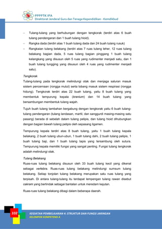 PPPPTK IPA
Direktorat Jenderal Guru dan Tenaga Kependidikan - Kemdikbud
KEGIATAN PEMBELAJARAN 4: STRUKTUR DAN FUNGSI JARINGAN
KELOMPOK KOMPETENSI A
102
− Tulang-tulang yang berhubungan dengan tengkorak (terdiri atas 6 buah
tulang pendengaran dan 1 buah tulang hioid).
− Rangka dada (terdiri atas 1 buah tulang dada dan 24 buah tulang rusuk)
− Rangkaian tulang belakang (terdiri atas 7 ruas tulang leher, 12 ruas tulang
belakang bagian dada, 5 ruas tulang bagian pinggang 1 buah tulang
kelangkang yang disusun oleh 5 ruas yang rudimenter menjadi satu, dan 1
buah tulang tungging yang disusun oleh 4 ruas yang rudimenter menjadi
satu).
Tengkorak
Tulang-tulang pada tengkorak melindungi otak dan menjaga saluran masuk
sistem pencernaan (rongga mulut) serta lobang masuk sistem respirasi (rongga
hidung). Tengkorak terdiri atas 22 buah tulang, yaitu 8 buah tulang yang
membentuk tempurung kepala (kranium) dan 14 buah tulang yang
bersambungan membentuk tulang wajah.
Tujuh buah tulang tambahan bergabung dengan tengkorak yaitu 6 buah tulang-
tulang pendengaran (tulang landasan, martil, dan sanggurdi masing-masing satu
pasang) berada di sebelah dalam tulang pelipis, dan tulang hioid dihubungkan
dengan bagian bawah tulang pelipis oleh sepasang ligamen.
Tempurung kepala terdiri atas 8 buah tulang, yaitu 1 buah tulang kepala
belakang, 2 buah tulang ubun-ubun, 1 buah tulang dahi, 2 buah tulang pelipis, 1
buah tulang baji, dan 1 buah tulang tapis yang tersambung oleh sutura.
Tempurung kepala memiliki fungsi yang sangat penting. Fungsi tulang tengkorak
adalah melindungi otak.
Tulang Belakang
Ruas-ruas tulang belakang disusun oleh 33 buah tulang kecil yang dikenal
sebagai vertebra. Ruas-ruas tulang belakang melindungi sumsum tulang
belakang. Setiap tonjolan tulang belakang merupakan satu ruas tulang yang
terpisah. Di antara tulang-tulang itu terdapat lempengan tulang rawan disebut
cakram yang bertindak sebagai bantalan untuk meredam kejutan.
Ruas-ruas tulang belakang dibagi dalam beberapa daerah.
 