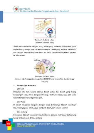 PPPPTK IPA
Direktorat Jenderal Guru dan Tenaga Kependidikan - Kemdikbud
KEGIATAN PEMBELAJARAN 4: STRUKTUR DAN FUNGSI JARINGAN
KELOMPOK KOMPETENSI A
106
Gambar 4.15. Sendi pelana
(Sumber: Setiawan, 2007)
Sendi peluru terbentuk dengan ujung tulang yang berbentuk bola masuk pada
bagian tulang lainnya yang berbentuk mangkuk. Sendi yang terdapat pada bahu
dan panggul merupakan contoh sendi ini. Sendi peluru memungkinkan gerakan
ke semua arah.
Gambar 4.16. Sendi peluru
Sumber: http://biologipedia.blogspot.com/2010/10/sendi-pelana.html, diunduh tanggl
4/9/2015)
2. Sistem Otot Manusia
− Otot Lurik
Dikatakan otot lurik karena adanya daerah gelap dan daerah yang terang
berselangan kalau dilihat dengan mikroskop. Otot lurik diisebut juga otot sadar
karena bekerja menurut perintah otak.
− Otot Polos
Di bawah mikroskop otot polos tampak polos. Bekerjanya dibawah kesadaran
kita, misalnya pada rahim, usus, pembuluh darah, dan saluran kelamin.
− Otot Jantung
Bekerjanya dibawah kesadaran kita, bentuknya bergaris melintang. Otot jantung
hanya terdapat pada dinding jantung.
 