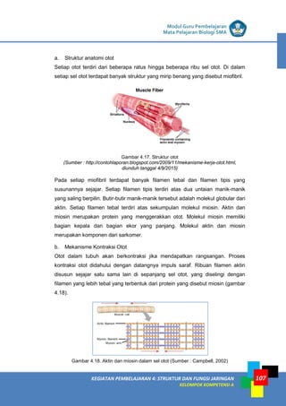 LISTRIK untuk SMP
KEGIATAN PEMBELAJARAN 4: STRUKTUR DAN FUNGSI JARINGAN
KELOMPOK KOMPETENSI A
Modul Guru Pembelajaran
Mata Pelajaran Biologi SMA
107
a. Struktur anatomi otot
Setiap otot terdiri dari beberapa ratus hingga beberapa ribu sel otot. Di dalam
setiap sel otot terdapat banyak struktur yang mirip benang yang disebut miofibril.
Gambar 4.17. Struktur otot
(Sumber : http://contohlaporan.blogspot.com/2009/11/mekanisme-kerja-otot.html,
diunduh tanggal 4/9/2015)
Pada setiap miofibril terdapat banyak filamen tebal dan filamen tipis yang
susunannya sejajar. Setiap filamen tipis terdiri atas dua untaian manik-manik
yang saling berpilin. Butir-butir manik-manik tersebut adalah molekul globular dari
aktin. Setiap filamen tebal terdiri atas sekumpulan molekul miosin. Aktin dan
miosin merupakan protein yang menggerakkan otot. Molekul miosin memiliki
bagian kepala dan bagian ekor yang panjang. Molekul aktin dan miosin
merupakan komponen dari sarkomer.
b. Mekanisme Kontraksi Otot
Otot dalam tubuh akan berkontraksi jika mendapatkan rangsangan. Proses
kontraksi otot didahului dengan datangnya impuls saraf. Ribuan filamen aktin
disusun sejajar satu sama lain di sepanjang sel otot, yang diselingi dengan
filamen yang lebih tebal yang terbentuk dari protein yang disebut miosin (gambar
4.18).
Gambar 4.18. Aktin dan miosin dalam sel otot (Sumber : Campbell, 2002)
 