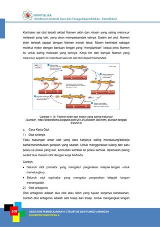 PPPPTK IPA
Direktorat Jenderal Guru dan Tenaga Kependidikan - Kemdikbud
KEGIATAN PEMBELAJARAN 4: STRUKTUR DAN FUNGSI JARINGAN
KELOMPOK KOMPETENSI A
108
Kontraksi sel otot terjadi akibat filamen aktin dan miosin yang saling meluncur
melewati yang lain, yang akan memperpendek selnya. Dalam sel otot, filamen
aktin terletak sejajar dengan filamen miosin tebal. Miosin bertindak sebagai
molekul motor dengan bantuan lengan yang “menjalankan” kedua jenis filamen
itu untuk saling melewati yang lainnya. Kerja tim dari banyak filamen yang
meluncur seperti ini membuat seluruh sel otot dapat memendek.
Gambar 4.19. Filamen aktin dan miosin yang saling meluncur
(Sumber : http://deborafilifos.blogspot.com/2013/03/sistem-otot.html, diunduh tanggal
4/9/2015)
c. Cara Kerja Otot
1) Otot sinergis
Yaitu hubungan antar otot yang cara kerjanya saling mendukung/bekerja
sama/menimbulkan gerakan yang searah. Untuk menggerakan tulang dari satu
posisi ke posisi yang lain, kemudian kembali ke posisi semula, diperlukan paling
sedikit dua macam otot dengan kerja berbeda.
Contoh:
• Seluruh otot pronator yang mengatur pergerakan telapak tangan untuk
menelungkup.
• Seluruh otot supinator yang mengatur pergerakan telapak tangan
menengadah.
2) Otot antagonis
Otot antagonis adalah dua otot atau lebih yang tujuan kerjanya berlawanan.
Contoh otot antagonis adalah otot bisep dan trisep. Untuk mengangkat lengan
 