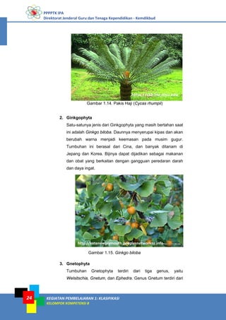PPPPTK IPA
Direktorat Jenderal Guru dan Tenaga Kependidikan - Kemdikbud
KEGIATAN PEMBELAJARAN 1: KLASIFIKASI
KELOMPOK KOMPETENSI B
24
Gambar 1.14. Pakis Haji (Cycas rhumpii)
2. Ginkgophyta
Satu-satunya jenis dari Ginkgophyta yang masih bertahan saat
ini adalah Ginkgo biloba. Daunnya menyerupai kipas dan akan
berubah warna menjadi keemasan pada musim gugur.
Tumbuhan ini berasal dari Cina, dan banyak ditanam di
Jepang dan Korea. Bijinya dapat dijadikan sebagai makanan
dan obat yang berkaitan dengan gangguan peredaran darah
dan daya ingat.
Gambar 1.15. Ginkgo biloba
3. Gnetophyta
Tumbuhan Gnetophyta terdiri dari tiga genus, yaitu
Welsitschia, Gnetum, dan Ephedra. Genus Gnetum terdiri dari
https://s10.lite.msu.edu
http://ketenewplymouth.peoplesnetworknz.info
 