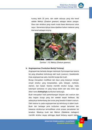 KEGIATAN PEMBELAJARAN 1: KLASIFIKASI
KELOMPOK KOMPETENSI B
Modul Guru Pembelajar
Mata Pelajaran Biologi SMA
25
kurang lebih 35 jenis, dan salah satunya yang kita kenal
adalah Melinjo (Gnetum gnemon) sebagai bahan pangan.
Daun dan strobilus yang masih muda biasa dikonsumsi untuk
sayur. Sementara bijinya biasa dijadikan bahan makanan yang
kita kenal sebagai emping.
Gambar 1.16. Melinjo (Gnetum gnemon)
b. Angiospermae (Tumbuhan Berbiji Tertutup)
Angiospermae berbeda dengan kelompok Gymnospermae karena
biji yang dihasilkan terlindungi oleh buah (ovarium). Karakteristik
khas angiospermae yaitu memiliki bunga dan buah.
Bunga merupakan modifikasi dari daun yang biasanya menjadi
empat struktur yang terspesialiasi, yaitu kelopak, mahkota,
stamen, dan karpel. Karena memiliki struktur bunga, maka
kelompok tumbuhan ini yang hanya terdiri dari satu divisi saja
diberi nama Anthophyta (tumbuhan berbunga).
Buah merupakan hasil perkembangan lanjutan dari ovarium dan
atau bagian bunga yang lain setelah terjadi fertilisasi. Biji
selanjutnya berkembang dari ovule yang berada di dalam ovarium.
Oleh karena itu pada angiospermae biji terlindung di dalam buah.
Buah dari berbagai jenis tumbuhan sangat bervariasi dan
biasanya strukturnya termodifikasi untuk proses penyebaran biji
tersebut. Misalnya buah dari Mahoni (Swietenia mahagoni)
memiliki struktur sayap sehingga dapat terbang seperti baling-
http://www.inaturalist.org/
 