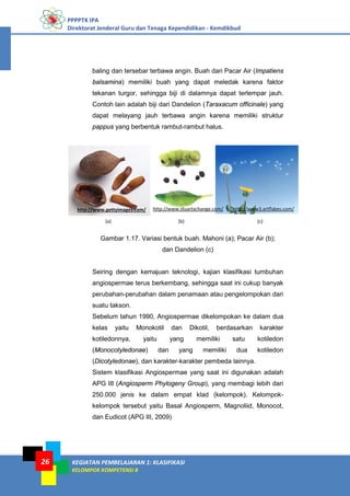 PPPPTK IPA
Direktorat Jenderal Guru dan Tenaga Kependidikan - Kemdikbud
KEGIATAN PEMBELAJARAN 1: KLASIFIKASI
KELOMPOK KOMPETENSI B
26
baling dan tersebar terbawa angin. Buah dari Pacar Air (Impatiens
balsamina) memiliki buah yang dapat meledak karena faktor
tekanan turgor, sehingga biji di dalamnya dapat terlempar jauh.
Contoh lain adalah biji dari Dandelion (Taraxacum officinale) yang
dapat melayang jauh terbawa angin karena memiliki struktur
pappus yang berbentuk rambut-rambut halus.
Gambar 1.17. Variasi bentuk buah. Mahoni (a); Pacar Air (b);
dan Dandelion (c)
Seiring dengan kemajuan teknologi, kajian klasifikasi tumbuhan
angiospermae terus berkembang, sehingga saat ini cukup banyak
perubahan-perubahan dalam penamaan atau pengelompokan dari
suatu takson.
Sebelum tahun 1990, Angiospermae dikelompokan ke dalam dua
kelas yaitu Monokotil dan Dikotil, berdasarkan karakter
kotiledonnya, yaitu yang memiliki satu kotiledon
(Monocotyledonae) dan yang memiliki dua kotiledon
(Dicotyledonae), dan karakter-karakter pembeda lainnya.
Sistem klasifikasi Angiospermae yang saat ini digunakan adalah
APG III (Angiosperm Phylogeny Group), yang membagi lebih dari
250.000 jenis ke dalam empat klad (kelompok). Kelompok-
kelompok tersebut yaitu Basal Angiosperm, Magnoliid, Monocot,
dan Eudicot (APG III, 2009)
http://www.gettyimages.com/ http://www.stuartxchange.com/ http://www3.artflakes.com/
(a) (b) (c)
 