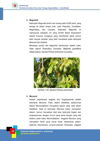 PPPPTK IPA
Direktorat Jenderal Guru dan Tenaga Kependidikan - Kemdikbud
KEGIATAN PEMBELAJARAN 1: KLASIFIKASI
KELOMPOK KOMPETENSI B
28
2. Magnoliid
Kelompok Magnoliid terdiri dari kurang lebih 8.000 jenis, yang
terbagi ke dalam empat ordo, yaitu Piperales, Canellales,
Magnoliales, dan Laurales. Kelompok Magnoliid ini
mempunyai sebagian ciri yang dimiliki Basal Angiosperm
seperti susunan bunganya yang membentuk spiral namun
lebih banyak karakter yang lebih mendekati pada kelompok
Monocot dan Eudicot.
Beberapa contoh dari Magnoliid diantaranya adalah Lada,
Piper nigrum (Piperales); Cempaka, Magnolia grandiflora
(Magnoliales); Alpukat Persea americana (Laurales);
Gambar 1.20. Alpukat (Persea americana)
3. Monocot
Hampir seperempat anggota dari Angiospermae adalah
kelompok Monocot. Pada sistem klasifikasi sebelumnya
takson Monocotyledon merupakan takson yang valid dalam
klasifikasi. Saat ini kelompok Monocot bukan merupakan
takson, namun merupakan klad atau kelompok bagian dari
Angiospermae, dengan ciri-ciri yang sama dengan yang kita
ketahui pada kelas Monocotyledon. Anggota Monocot yang
merupakan famili yang cukup besar diantaranya palem-
paleman (Arecaceae), rumput-rumputan (Poaceae), anggrek
 