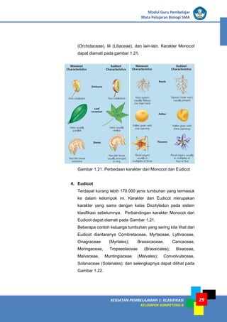 KEGIATAN PEMBELAJARAN 1: KLASIFIKASI
KELOMPOK KOMPETENSI B
Modul Guru Pembelajar
Mata Pelajaran Biologi SMA
29
(Orchidaceae), lili (Liliaceae), dan lain-lain. Karakter Monocot
dapat diamati pada gambar 1.21.
Gambar 1.21. Perbedaan karakter dari Monocot dan Eudicot
4. Eudicot
Terdapat kurang lebih 170.000 jenis tumbuhan yang termasuk
ke dalam kelompok ini. Karakter dari Eudicot merupakan
karakter yang sama dengan kelas Dicotyledon pada sistem
klasifikasi sebelumnya. Perbandingan karakter Monocot dan
Eudicot dapat diamati pada Gambar 1.21.
Beberapa contoh keluarga tumbuhan yang sering kita lihat dari
Eudicot diantaranya Combretaceae, Myrtaceae, Lythraceae,
Onagraceae (Myrtales); Brassicaceae, Caricaceae,
Moringaceae, Tropaeolaceae (Brassicales); Bixaceae,
Malvaceae, Muntingiaceae (Malvales); Convolvulaceae,
Solanaceae (Solanales): dan selengkapnya dapat dilihat pada
Gambar 1.22.
 