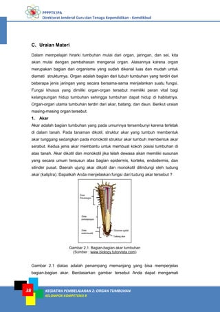 PPPPTK IPA
Direktorat Jenderal Guru dan Tenaga Kependidikan - Kemdikbud
KEGIATAN PEMBELAJARAN 2: ORGAN TUMBUHAN
KELOMPOK KOMPETENSI B
38
C. Uraian Materi
Dalam mempelajari hirarki tumbuhan mulai dari organ, jaringan, dan sel, kita
akan mulai dengan pembahasan mengenai organ. Alasannya karena organ
merupakan bagian dari organisme yang sudah dikenal luas dan mudah untuk
diamati strukturnya. Organ adalah bagian dari tubuh tumbuhan yang terdiri dari
beberapa jenis jaringan yang secara bersama-sama menjalankan suatu fungsi.
Fungsi khusus yang dimiliki organ-organ tersebut memiliki peran vital bagi
kelangsungan hidup tumbuhan sehingga tumbuhan dapat hidup di habitatnya.
Organ-organ utama tumbuhan terdiri dari akar, batang, dan daun. Berikut uraian
masing-masing organ tersebut.
1. Akar
Akar adalah bagian tumbuhan yang pada umumnya tersembunyi karena terletak
di dalam tanah. Pada tanaman dikotil, struktur akar yang tumbuh membentuk
akar tunggang sedangkan pada monokotil struktur akar tumbuh membentuk akar
serabut. Kedua jenis akar membantu untuk membuat kokoh posisi tumbuhan di
atas tanah. Akar dikotil dan monokotil jika telah dewasa akan memiliki susunan
yang secara umum tersusun atas bagian epidermis, korteks, endodermis, dan
silinder pusat. Daerah ujung akar dikotil dan monokotil dilindungi oleh tudung
akar (kaliptra). Dapatkah Anda menjelaskan fungsi dari tudung akar tersebut ?
Gambar 2.1. Bagian-bagian akar tumbuhan
(Sumber : www.biology.tutorvista.com)
Gambar 2.1 diatas adalah penampang memanjang yang bisa memperjelas
bagian-bagian akar. Berdasarkan gambar tersebut Anda dapat mengamati
 