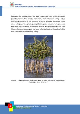 PPPPTK IPA
Direktorat Jenderal Guru dan Tenaga Kependidikan - Kemdikbud
KEGIATAN PEMBELAJARAN 2: ORGAN TUMBUHAN
KELOMPOK KOMPETENSI B
40
Modifikasi akar lainnya adalah akar yang berkembang pada tumbuhan parasit
(akar haustorium). Akar tersebut melakukan penetrasi ke dalam jaringan tubuh
inang untuk menyerap air dan nutrisinya. Modifikasi akar yang menunjang fungsi
utama sebagai penopang batang ada pada akar papan atau akar banir yang bisa
kita dapati di pohon Kenari (Canarium commune). Pada tumbuhan Pandan bisa
kita temukan akar tunjang, yaitu akar yang keluar dari batang (di atas tanah), lalu
masuk ke tanah untuk menopang batang.
Gambar 2.2. Akar napas pada Avicennia sp (Kayu api) yang mencuat dari bawah menuju
ke atas permukaan air/tanah
 