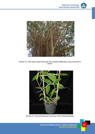KEGIATAN PEMBELAJARAN 2: ORGAN TUMBUHAN
KELOMPOK KOMPETENSI B
Modul Guru Pembelajar
Mata Pelajaran Biologi SMA
41
Gambar 2.3. Akar udara (aerial root) pada Ficus benjamina(Beringin) yang menjuntai ke
bawah
Gambar 2.4. Akar pembelit pada tumbuhan Vanili (Vanilla planifolia)
 