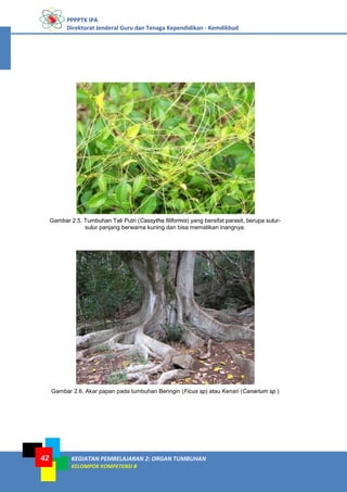 PPPPTK IPA
Direktorat Jenderal Guru dan Tenaga Kependidikan - Kemdikbud
KEGIATAN PEMBELAJARAN 2: ORGAN TUMBUHAN
KELOMPOK KOMPETENSI B
42
Gambar 2.5. Tumbuhan Tali Putri (Cassytha filiformis) yang bersifat parasit, berupa sulur-
sulur panjang berwarna kuning dan bisa mematikan inangnya.
Gambar 2.6. Akar papan pada tumbuhan Beringin (Ficus sp) atau Kenari (Canarium sp.)
 