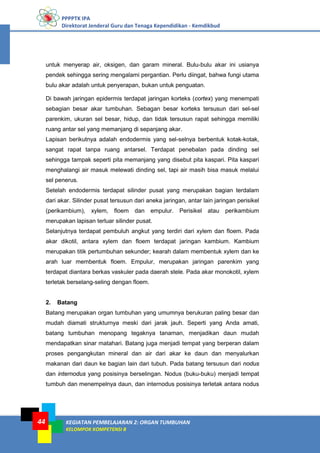 PPPPTK IPA
Direktorat Jenderal Guru dan Tenaga Kependidikan - Kemdikbud
KEGIATAN PEMBELAJARAN 2: ORGAN TUMBUHAN
KELOMPOK KOMPETENSI B
44
untuk menyerap air, oksigen, dan garam mineral. Bulu-bulu akar ini usianya
pendek sehingga sering mengalami pergantian. Perlu diingat, bahwa fungi utama
bulu akar adalah untuk penyerapan, bukan untuk penguatan.
Di bawah jaringan epidermis terdapat jaringan korteks (cortex) yang menempati
sebagian besar akar tumbuhan. Sebagan besar korteks tersusun dari sel-sel
parenkim, ukuran sel besar, hidup, dan tidak tersusun rapat sehingga memiliki
ruang antar sel yang memanjang di sepanjang akar.
Lapisan berikutnya adalah endodermis yang sel-selnya berbentuk kotak-kotak,
sangat rapat tanpa ruang antarsel. Terdapat penebalan pada dinding sel
sehingga tampak seperti pita memanjang yang disebut pita kaspari. Pita kaspari
menghalangi air masuk melewati dinding sel, tapi air masih bisa masuk melalui
sel penerus.
Setelah endodermis terdapat silinder pusat yang merupakan bagian terdalam
dari akar. Silinder pusat tersusun dari aneka jaringan, antar lain jaringan perisikel
(perikambium), xylem, floem dan empulur. Perisikel atau perikambium
merupakan lapisan terluar silinder pusat.
Selanjutnya terdapat pembuluh angkut yang terdiri dari xylem dan floem. Pada
akar dikotil, antara xylem dan floem terdapat jaringan kambium. Kambium
merupakan titik pertumbuhan sekunder; kearah dalam membentuk xylem dan ke
arah luar membentuk floem. Empulur, merupakan jaringan parenkim yang
terdapat diantara berkas vaskuler pada daerah stele. Pada akar monokotil, xylem
terletak berselang-seling dengan floem.
2. Batang
Batang merupakan organ tumbuhan yang umumnya berukuran paling besar dan
mudah diamati strukturnya meski dari jarak jauh. Seperti yang Anda amati,
batang tumbuhan menopang tegaknya tanaman, menjadikan daun mudah
mendapatkan sinar matahari. Batang juga menjadi tempat yang berperan dalam
proses pengangkutan mineral dan air dari akar ke daun dan menyalurkan
makanan dari daun ke bagian lain dari tubuh. Pada batang tersusun dari nodus
dan internodus yang posisinya berselingan. Nodus (buku-buku) menjadi tempat
tumbuh dan menempelnya daun, dan internodus posisinya terletak antara nodus
 