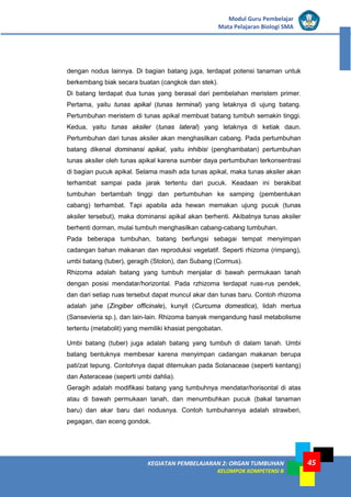 KEGIATAN PEMBELAJARAN 2: ORGAN TUMBUHAN
KELOMPOK KOMPETENSI B
Modul Guru Pembelajar
Mata Pelajaran Biologi SMA
45
dengan nodus lainnya. Di bagian batang juga, terdapat potensi tanaman untuk
berkembang biak secara buatan (cangkok dan stek).
Di batang terdapat dua tunas yang berasal dari pembelahan meristem primer.
Pertama, yaitu tunas apikal (tunas terminal) yang letaknya di ujung batang.
Pertumbuhan meristem di tunas apikal membuat batang tumbuh semakin tinggi.
Kedua, yaitu tunas aksiler (tunas lateral) yang letaknya di ketiak daun.
Pertumbuhan dari tunas aksiler akan menghasilkan cabang. Pada pertumbuhan
batang dikenal dominansi apikal, yaitu inhibisi (penghambatan) pertumbuhan
tunas aksiler oleh tunas apikal karena sumber daya pertumbuhan terkonsentrasi
di bagian pucuk apikal. Selama masih ada tunas apikal, maka tunas aksiler akan
terhambat sampai pada jarak tertentu dari pucuk. Keadaan ini berakibat
tumbuhan bertambah tinggi dan pertumbuhan ke samping (pembentukan
cabang) terhambat. Tapi apabila ada hewan memakan ujung pucuk (tunas
aksiler tersebut), maka dominansi apikal akan berhenti. Akibatnya tunas aksiler
berhenti dorman, mulai tumbuh menghasilkan cabang-cabang tumbuhan.
Pada beberapa tumbuhan, batang berfungsi sebagai tempat menyimpan
cadangan bahan makanan dan reproduksi vegetatif. Seperti rhizoma (rimpang),
umbi batang (tuber), geragih (Stolon), dan Subang (Cormus).
Rhizoma adalah batang yang tumbuh menjalar di bawah permukaan tanah
dengan posisi mendatar/horizontal. Pada rzhizoma terdapat ruas-rus pendek,
dan dari setiap ruas tersebut dapat muncul akar dan tunas baru. Contoh rhizoma
adalah jahe (Zingiber officinale), kunyit (Curcuma domestica), lidah mertua
(Sansevieria sp.), dan lain-lain. Rhizoma banyak mengandung hasil metabolisme
tertentu (metabolit) yang memiliki khasiat pengobatan.
Umbi batang (tuber) juga adalah batang yang tumbuh di dalam tanah. Umbi
batang bentuknya membesar karena menyimpan cadangan makanan berupa
pati/zat tepung. Contohnya dapat ditemukan pada Solanaceae (seperti kentang)
dan Asteraceae (seperti umbi dahlia).
Geragih adalah modifikasi batang yang tumbuhnya mendatar/horisontal di atas
atau di bawah permukaan tanah, dan menumbuhkan pucuk (bakal tanaman
baru) dan akar baru dari nodusnya. Contoh tumbuhannya adalah strawberi,
pegagan, dan eceng gondok.
 