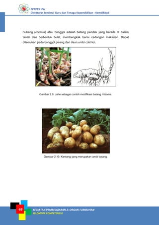 PPPPTK IPA
Direktorat Jenderal Guru dan Tenaga Kependidikan - Kemdikbud
KEGIATAN PEMBELAJARAN 2: ORGAN TUMBUHAN
KELOMPOK KOMPETENSI B
46
Subang (cormus) atau bonggol adalah batang pendek yang berada di dalam
tanah dan berbentuk bulat, membengkak berisi cadangan makanan. Dapat
ditemukan pada bonggol pisang dan daun umbi colchici.
Gambar 2.9. Jahe sebagai contoh modifikasi batang rhizoma.
Gambar 2.10. Kentang yang merupakan umbi batang.
 