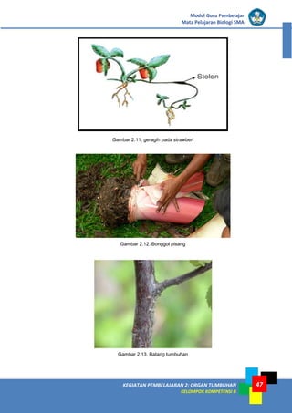 KEGIATAN PEMBELAJARAN 2: ORGAN TUMBUHAN
KELOMPOK KOMPETENSI B
Modul Guru Pembelajar
Mata Pelajaran Biologi SMA
47
Gambar 2.11. geragih pada strawberi
Gambar 2.12. Bonggol pisang
Gambar 2.13. Batang tumbuhan
 
