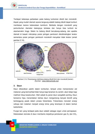PPPPTK IPA
Direktorat Jenderal Guru dan Tenaga Kependidikan - Kemdikbud
KEGIATAN PEMBELAJARAN 2: ORGAN TUMBUHAN
KELOMPOK KOMPETENSI B
48
Terdapat beberapa perbedaan pada batang tumbuhan dikotil dan monokotil.
Aspek yang mudah diamati secara langsung adalah batang dikotil dapat tumbuh
membesar karena keberadaan kambium. Berbeda dengan monokotil yang
pertumbuhan diameter batangnya terbatas dan hanya bisa tumbuh ke
atas/semakin tinggi. Selain itu batang dikotil bercabang-cabang, dan apabila
diamati di bawah mikroskop posisi jaringan pembuluh dikotilmelingkar teratur
sementara posisi jaringan pembuluh monokotil menyebar tidak teratur (amati
gambar 2.14).
Gambar 2.14. Penampang melintang batang dikotil (kiri) dan monokotil (kanan)
(Sumber : www.fultonschools.org)
3. Daun
Daun diibaratkan pabrik dalam tumbuhan, tempat untuk memproduksi zat
makanan yang bermanfaat tidak hanya bagi tanaman itu sendiri, akan tetapi bagi
makhluk hidup keseluruhan. Oleh sebab itu peran daun sangatlah penting. Daun
berwarna hijau menandakan bahwa daun mengandung banyak klorofil yang
bertanggung jawab dalam proses fotosintesis. Fotosintesis merubah energi
cahaya dari matahari menjadi energi kimia yang tersimpan di dalam bentuk
karbohidrat.
Fungsi lain yang terdapat pada daun adalah sebagai organ untuk pernapasan.
Keberadaan stomata di daun membantu terjadinya pertukaran gas O2 dan CO2.
 