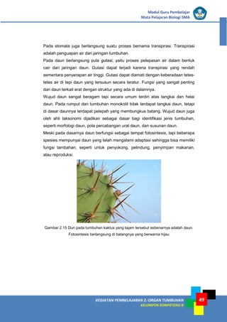 KEGIATAN PEMBELAJARAN 2: ORGAN TUMBUHAN
KELOMPOK KOMPETENSI B
Modul Guru Pembelajar
Mata Pelajaran Biologi SMA
49
Pada stomata juga berlangsung suatu proses bernama transpirasi. Transpirasi
adalah penguapan air dari jaringan tumbuhan.
Pada daun berlangsung pula gutasi, yaitu proses pelepasan air dalam bentuk
cair dari jaringan daun. Gutasi dapat terjadi karena transpirasi yang rendah
sementara penyerapan air tinggi. Gutasi dapat diamati dengan keberadaan tetes-
tetes air di tepi daun yang tersusun secara teratur. Fungsi yang sangat penting
dari daun terkait erat dengan struktur yang ada di dalamnya.
Wujud daun sangat beragam tapi secara umum terdiri atas tangkai dan helai
daun. Pada rumput dan tumbuhan monokotil tidak terdapat tangkai daun, tetapi
di dasar daunnya terdapat pelepah yang membungkus batang. Wujud daun juga
oleh ahli taksonomi dijadikan sebagai dasar bagi identifikasi jenis tumbuhan,
seperti morfologi daun, pola percabangan urat daun, dan susunan daun.
Meski pada dasarnya daun berfungsi sebagai tempat fotosintesis, tapi beberapa
spesies mempunyai daun yang telah mengalami adaptasi sehingga bisa memiliki
fungsi tambahan, seperti untuk penyokong, pelindung, penyimpan makanan,
atau reproduksi.
Gambar 2.15 Duri pada tumbuhan kaktus yang tajam tersebut sebenarnya adalah daun.
Fotosintesis berlangsung di batangnya yang berwarna hijau
 