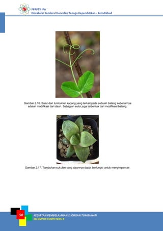 PPPPTK IPA
Direktorat Jenderal Guru dan Tenaga Kependidikan - Kemdikbud
KEGIATAN PEMBELAJARAN 2: ORGAN TUMBUHAN
KELOMPOK KOMPETENSI B
50
Gambar 2.16. Sulur dari tumbuhan kacang yang terkait pada sebuah batang sebenarnya
adalah modifikasi dari daun. Sebagian sulur juga terbentuk dari modifikasi batang.
Gambar 2.17. Tumbuhan sukulen yang daunnya dapat berfungsi untuk menyimpan air.
 