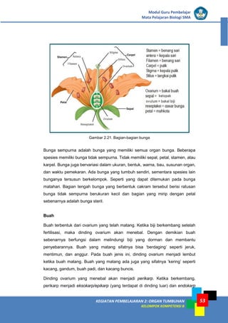KEGIATAN PEMBELAJARAN 2: ORGAN TUMBUHAN
KELOMPOK KOMPETENSI B
Modul Guru Pembelajar
Mata Pelajaran Biologi SMA
53
Gambar 2.21. Bagian-bagian bunga
Bunga sempurna adalah bunga yang memiliki semua organ bunga. Beberapa
spesies memiliki bunga tidak sempurna. Tidak memiliki sepal, petal, stamen, atau
karpel. Bunga juga bervariasi dalam ukuran, bentuk, warna, bau, susunan organ,
dan waktu pemekaran. Ada bunga yang tumbuh sendiri, sementara spesies lain
bunganya tersusun berkelompok. Seperti yang dapat ditemukan pada bunga
matahari. Bagian tengah bunga yang berbentuk cakram tersebut berisi ratusan
bunga tidak sempurna berukuran kecil dan bagian yang mirip dengan petal
sebenarnya adalah bunga steril.
Buah
Buah terbentuk dari ovarium yang telah matang. Ketika biji berkembang setelah
fertilisasi, maka dinding ovarium akan menebal. Dengan demikian buah
sebenarnya berfungsi dalam melindungi biji yang dorman dan membantu
penyebarannya. Buah yang matang sifatnya bisa ‘berdaging’ seperti jeruk,
mentimun, dan anggur. Pada buah jenis ini, dinding ovarium menjadi lembut
ketika buah matang. Buah yang matang ada juga yang sifatnya ‘kering’ seperti
kacang, gandum, buah padi, dan kacang buncis.
Dinding ovarium yang menebal akan menjadi perikarp. Ketika berkembang,
perikarp menjadi eksokarp/epikarp (yang terdapat di dinding luar) dan endokarp
 