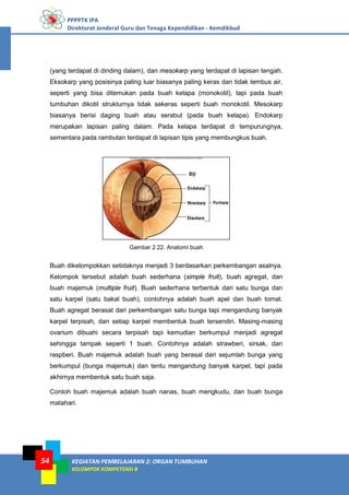 PPPPTK IPA
Direktorat Jenderal Guru dan Tenaga Kependidikan - Kemdikbud
KEGIATAN PEMBELAJARAN 2: ORGAN TUMBUHAN
KELOMPOK KOMPETENSI B
54
(yang terdapat di dinding dalam), dan mesokarp yang terdapat di lapisan tengah.
Eksokarp yang posisinya paling luar biasanya paling keras dan tidak tembus air,
seperti yang bisa ditemukan pada buah kelapa (monokotil), tapi pada buah
tumbuhan dikotil strukturnya tidak sekeras seperti buah monokotil. Mesokarp
biasanya berisi daging buah atau serabut (pada buah kelapa). Endokarp
merupakan lapisan paling dalam. Pada kelapa terdapat di tempurungnya,
sementara pada rambutan terdapat di lapisan tipis yang membungkus buah.
Gambar 2.22. Anatomi buah
Buah dikelompokkan setidaknya menjadi 3 berdasarkan perkembangan asalnya.
Kelompok tersebut adalah buah sederhana (simple fruit), buah agregat, dan
buah majemuk (multiple fruit). Buah sederhana terbentuk dari satu bunga dan
satu karpel (satu bakal buah), contohnya adalah buah apel dan buah tomat.
Buah agregat berasat dari perkembangan satu bunga tapi mengandung banyak
karpel terpisah, dan setiap karpel membentuk buah tersendiri. Masing-masing
ovarium dibuahi secara terpisah tapi kemudian berkumpul menjadi agregat
sehingga tampak seperti 1 buah. Contohnya adalah strawberi, sirsak, dan
raspberi. Buah majemuk adalah buah yang berasal dari sejumlah bunga yang
berkumpul (bunga majemuk) dan tentu mengandung banyak karpel, tapi pada
akhirnya membentuk satu buah saja.
Contoh buah majemuk adalah buah nanas, buah mengkudu, dan buah bunga
matahari.
 