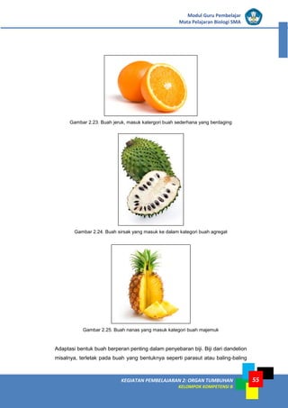 KEGIATAN PEMBELAJARAN 2: ORGAN TUMBUHAN
KELOMPOK KOMPETENSI B
Modul Guru Pembelajar
Mata Pelajaran Biologi SMA
55
Gambar 2.23. Buah jeruk, masuk katergori buah sederhana yang berdaging
Gambar 2.24. Buah sirsak yang masuk ke dalam kategori buah agregat
Gambar 2.25. Buah nanas yang masuk kategori buah majemuk
Adaptasi bentuk buah berperan penting dalam penyebaran biji. Biji dari dandelion
misalnya, terletak pada buah yang bentuknya seperti parasut atau baling-baling
 