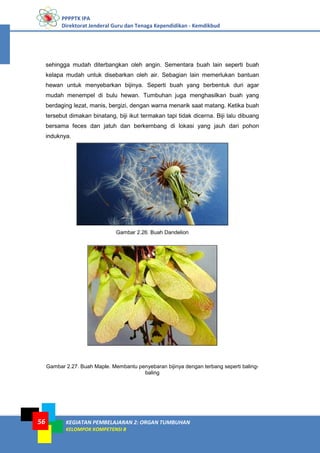 PPPPTK IPA
Direktorat Jenderal Guru dan Tenaga Kependidikan - Kemdikbud
KEGIATAN PEMBELAJARAN 2: ORGAN TUMBUHAN
KELOMPOK KOMPETENSI B
56
sehingga mudah diterbangkan oleh angin. Sementara buah lain seperti buah
kelapa mudah untuk disebarkan oleh air. Sebagian lain memerlukan bantuan
hewan untuk menyebarkan bijinya. Seperti buah yang berbentuk duri agar
mudah menempel di bulu hewan. Tumbuhan juga menghasilkan buah yang
berdaging lezat, manis, bergizi, dengan warna menarik saat matang. Ketika buah
tersebut dimakan binatang, biji ikut termakan tapi tidak dicerna. Biji lalu dibuang
bersama feces dan jatuh dan berkembang di lokasi yang jauh dari pohon
induknya.
Gambar 2.26. Buah Dandelion
Gambar 2.27. Buah Maple. Membantu penyebaran bijinya dengan terbang seperti baling-
baling
 