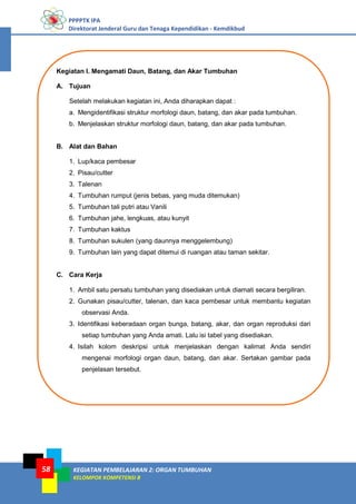 PPPPTK IPA
Direktorat Jenderal Guru dan Tenaga Kependidikan - Kemdikbud
KEGIATAN PEMBELAJARAN 2: ORGAN TUMBUHAN
KELOMPOK KOMPETENSI B
58
Kegiatan I. Mengamati Daun, Batang, dan Akar Tumbuhan
A. Tujuan
Setelah melakukan kegiatan ini, Anda diharapkan dapat :
a. Mengidentifikasi struktur morfologi daun, batang, dan akar pada tumbuhan.
b. Menjelaskan struktur morfologi daun, batang, dan akar pada tumbuhan.
B. Alat dan Bahan
1. Lup/kaca pembesar
2. Pisau/cutter
3. Talenan
4. Tumbuhan rumput (jenis bebas, yang muda ditemukan)
5. Tumbuhan tali putri atau Vanili
6. Tumbuhan jahe, lengkuas, atau kunyit
7. Tumbuhan kaktus
8. Tumbuhan sukulen (yang daunnya menggelembung)
9. Tumbuhan lain yang dapat ditemui di ruangan atau taman sekitar.
C. Cara Kerja
1. Ambil satu persatu tumbuhan yang disediakan untuk diamati secara bergiliran.
2. Gunakan pisau/cutter, talenan, dan kaca pembesar untuk membantu kegiatan
observasi Anda.
3. Identifikasi keberadaan organ bunga, batang, akar, dan organ reproduksi dari
setiap tumbuhan yang Anda amati. Lalu isi tabel yang disediakan.
4. Isilah kolom deskripsi untuk menjelaskan dengan kalimat Anda sendiri
mengenai morfologi organ daun, batang, dan akar. Sertakan gambar pada
penjelasan tersebut.
 