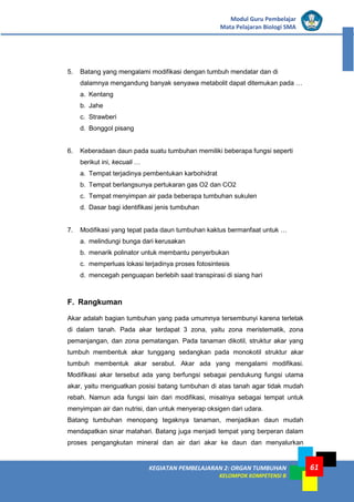 KEGIATAN PEMBELAJARAN 2: ORGAN TUMBUHAN
KELOMPOK KOMPETENSI B
Modul Guru Pembelajar
Mata Pelajaran Biologi SMA
61
5. Batang yang mengalami modifikasi dengan tumbuh mendatar dan di
dalamnya mengandung banyak senyawa metabolit dapat ditemukan pada …
a. Kentang
b. Jahe
c. Strawberi
d. Bonggol pisang
6. Keberadaan daun pada suatu tumbuhan memiliki beberapa fungsi seperti
berikut ini, kecuali …
a. Tempat terjadinya pembentukan karbohidrat
b. Tempat berlangsunya pertukaran gas O2 dan CO2
c. Tempat menyimpan air pada beberapa tumbuhan sukulen
d. Dasar bagi identifikasi jenis tumbuhan
7. Modifikasi yang tepat pada daun tumbuhan kaktus bermanfaat untuk …
a. melindungi bunga dari kerusakan
b. menarik polinator untuk membantu penyerbukan
c. memperluas lokasi terjadinya proses fotosintesis
d. mencegah penguapan berlebih saat transpirasi di siang hari
F. Rangkuman
Akar adalah bagian tumbuhan yang pada umumnya tersembunyi karena terletak
di dalam tanah. Pada akar terdapat 3 zona, yaitu zona meristematik, zona
pemanjangan, dan zona pematangan. Pada tanaman dikotil, struktur akar yang
tumbuh membentuk akar tunggang sedangkan pada monokotil struktur akar
tumbuh membentuk akar serabut. Akar ada yang mengalami modifikasi.
Modifikasi akar tersebut ada yang berfungsi sebagai pendukung fungsi utama
akar, yaitu menguatkan posisi batang tumbuhan di atas tanah agar tidak mudah
rebah. Namun ada fungsi lain dari modifikasi, misalnya sebagai tempat untuk
menyimpan air dan nutrisi, dan untuk menyerap oksigen dari udara.
Batang tumbuhan menopang tegaknya tanaman, menjadikan daun mudah
mendapatkan sinar matahari. Batang juga menjadi tempat yang berperan dalam
proses pengangkutan mineral dan air dari akar ke daun dan menyalurkan
 