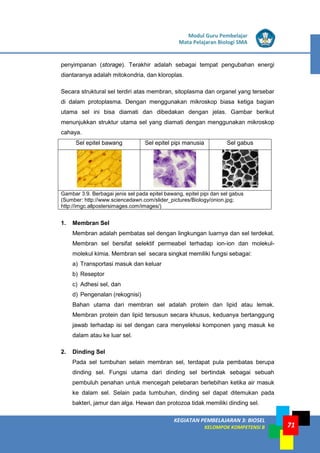 LISTRIK untuk SMP
KEGIATAN PEMBELAJARAN 3: BIOSEL
KELOMPOK KOMPETENSI B
Modul Guru Pembelajar
Mata Pelajaran Biologi SMA
71
penyimpanan (storage). Terakhir adalah sebagai tempat pengubahan energi
diantaranya adalah mitokondria, dan kloroplas.
Secara struktural sel terdiri atas membran, sitoplasma dan organel yang tersebar
di dalam protoplasma. Dengan menggunakan mikroskop biasa ketiga bagian
utama sel ini bisa diamati dan dibedakan dengan jelas. Gambar berikut
menunjukkan struktur utama sel yang diamati dengan menggunakan mikroskop
cahaya.
Sel epitel bawang Sel epitel pipi manusia Sel gabus
Gambar 3.9. Berbagai jenis sel pada epitel bawang, epitel pipi dan sel gabus
(Sumber: http://www.sciencedawn.com/slider_pictures/Biology/onion.jpg;
http://imgc.allpostersimages.com/images/)
1. Membran Sel
Membran adalah pembatas sel dengan lingkungan luarnya dan sel terdekat.
Membran sel bersifat selektif permeabel terhadap ion-ion dan molekul-
molekul kimia. Membran sel secara singkat memiliki fungsi sebagai:
a) Transportasi masuk dan keluar
b) Reseptor
c) Adhesi sel, dan
d) Pengenalan (rekognisi)
Bahan utama dari membran sel adalah protein dan lipid atau lemak.
Membran protein dan lipid tersusun secara khusus, keduanya bertanggung
jawab terhadap isi sel dengan cara menyeleksi komponen yang masuk ke
dalam atau ke luar sel.
2. Dinding Sel
Pada sel tumbuhan selain membran sel, terdapat pula pembatas berupa
dinding sel. Fungsi utama dari dinding sel bertindak sebagai sebuah
pembuluh penahan untuk mencegah pelebaran berlebihan ketika air masuk
ke dalam sel. Selain pada tumbuhan, dinding sel dapat ditemukan pada
bakteri, jamur dan alga. Hewan dan protozoa tidak memiliki dinding sel.
 