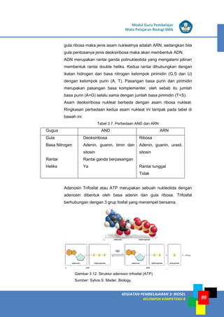 LISTRIK untuk SMP
KEGIATAN PEMBELAJARAN 3: BIOSEL
KELOMPOK KOMPETENSI B
Modul Guru Pembelajar
Mata Pelajaran Biologi SMA
99
gula ribosa maka jenis asam nukleatnya adalah ARN, sedangkan bila
gula pentosanya jenis deoksiribosa maka akan membentuk ADN.
ADN merupakan rantai ganda polinukleotida yang mengalami pilinan
membentuk rantai double heliks. Kedua rantai dihubungkan dengan
ikatan hidrogen dari basa nitrogen kelompok pirimidin (G,S dan U)
dengan kelompok purin (A, T). Pasangan basa purin dan pirimidin
merupakan pasangan basa komplementer, oleh sebab itu jumlah
basa purin (A+G) selalu sama dengan jumlah basa pirimidin (T+S).
Asam deoksiribosa nukleat berbeda dengan asam ribosa nukleat.
Ringkasan perbedaan kedua asam nukleat ini tampak pada tabel di
bawah ini:
Tabel 3.7. Perbedaan AND dan ARN
Gugus AND ARN
Gula
Basa Nitrogen
Rantai
Heliks
Deoksiribosa
Adenin, guanin, timin dan
sitosin
Rantai ganda berpasangan
Ya
Ribosa
Adenin, guanin, urasil,
sitosin
Rantai tunggal
Tidak
Adenosin Trifosfat atau ATP merupakan sebuah nukleotida dengan
adenosin dibentuk oleh basa adenin dan gula ribosa. Trifosfat
berhubungan dengan 3 grup fosfat yang menempel bersama.
Gambar 3.12. Struktur adenosin trifosfat (ATP)
Sumber: Sylvia S. Mader, Biology.
 