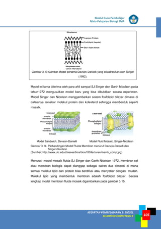 LISTRIK untuk SMP
KEGIATAN PEMBELAJARAN 3: BIOSEL
KELOMPOK KOMPETENSI B
Modul Guru Pembelajar
Mata Pelajaran Biologi SMA
105
Gambar 3.13 Gambar Model pertama Davson-Danielli yang diilustrasikan oleh Singer
(1992).
Model ini lama diterima oleh para ahli sampai SJ Singer dan Garth Nicolson pada
tahun1972 mengusulkan model baru yang bisa dibuktikan secara experimen.
Model Singer dan Nicolson menggambarkan sistem fosfolipid bilayer dimana di
dalamnya tersebar molekul protein dan kolesterol sehingga membentuk seperti
mosaik.
Model Sandwich, Davson-Danielli Model Fluid Mosaic, Singer-Nicolson
Gambar 3.14. Perbandingan Model Fluida Membran menurut Davson-Danielli dan
Singer-Nicolson
(Sumber: http://www.uic.edu/classes/bios/bios100/lectures/memb_comp.jpg)
Menurut model mosaik fluida SJ Singer dan Garth Nicolson 1972, membran sel
atau membran biologis dapat dianggap sebagai cairan dua dimensi di mana
semua molekul lipid dan protein bisa berdifusi atau menyebar dengan mudah.
Molekul lipid yang membentuk membran adalah fosfolipid bilayer. Secara
lengkap model membran fluida mosaik digambarkan pada gambar 3.15.
 