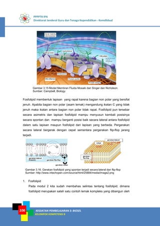 PPPPTK IPA
Direktorat Jenderal Guru dan Tenaga Kependidikan - Kemdikbud
KEGIATAN PEMBELAJARAN 3: BIOSEL
KELOMPOK KOMPETENSI B
106
Gambar 3.15 Model Membran Fluida Mosaik dari Singer dan Nicholson.
Sumber: Campbell, Biology
Fosfolipid membentuk lapisan yang rapat karena bagian non polar yang bersifat
jenuh. Apabila bagian non polar (asam lemak) mengandung ikatan C yang tidak
jenuh maka ikatan antara bagian non polar tidak rapat. Fosfolipid pun tersebar
secara asimetris dan lapisan fosfolipid mampu menyusun kembali posisinya
secara spontan dan mampu berganti posisi baik secara lateral antara fosfolipid
dalam satu lapisan maupun fosfolipid dari lapisan yang berbeda. Pergerakan
secara lateral bergerak dengan cepat sementara pergerakan flip-flop jarang
terjadi.
Gambar 3.16. Gerakan fosfolipid yang spontan terjadi secara lateral dan flip-flop
Sumber: http://www.intechopen.com/source/html/25884/media/image2.png
1. Fosfolipid
Pada modul 2 kita sudah membahas selintas tentang fosfolipid, dimana
fosfolipid merupakan salah satu contoh lemak kompleks yang dibangun oleh
 