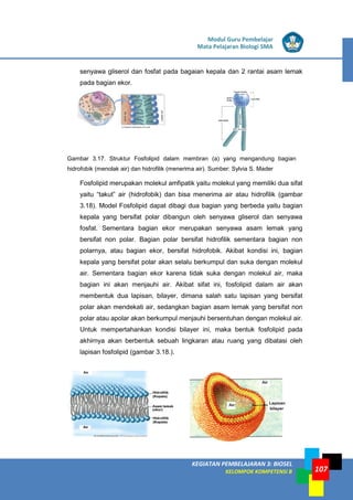 LISTRIK untuk SMP
KEGIATAN PEMBELAJARAN 3: BIOSEL
KELOMPOK KOMPETENSI B
Modul Guru Pembelajar
Mata Pelajaran Biologi SMA
107
senyawa gliserol dan fosfat pada bagaian kepala dan 2 rantai asam lemak
pada bagian ekor.
Gambar 3.17. Struktur Fosfolipid dalam membran (a) yang mengandung bagian
hidrofobik (menolak air) dan hidrofilik (menerima air). Sumber: Sylvia S. Mader
Fosfolipid merupakan molekul amfipatik yaitu molekul yang memiliki dua sifat
yaitu “takut” air (hidrofobik) dan bisa menerima air atau hidrofilik (gambar
3.18). Model Fosfolipid dapat dibagi dua bagian yang berbeda yaitu bagian
kepala yang bersifat polar dibangun oleh senyawa gliserol dan senyawa
fosfat. Sementara bagian ekor merupakan senyawa asam lemak yang
bersifat non polar. Bagian polar bersifat hidrofilik sementara bagian non
polarnya, atau bagian ekor, bersifat hidrofobik. Akibat kondisi ini, bagian
kepala yang bersifat polar akan selalu berkumpul dan suka dengan molekul
air. Sementara bagian ekor karena tidak suka dengan molekul air, maka
bagian ini akan menjauhi air. Akibat sifat ini, fosfolipid dalam air akan
membentuk dua lapisan, bilayer, dimana salah satu lapisan yang bersifat
polar akan mendekati air, sedangkan bagian asam lemak yang bersifat non
polar atau apolar akan berkumpul menjauhi bersentuhan dengan molekul air.
Untuk mempertahankan kondisi bilayer ini, maka bentuk fosfolipid pada
akhirnya akan berbentuk sebuah lingkaran atau ruang yang dibatasi oleh
lapisan fosfolipid (gambar 3.18.).
 