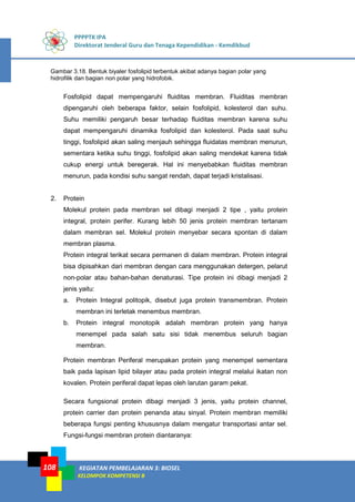 PPPPTK IPA
Direktorat Jenderal Guru dan Tenaga Kependidikan - Kemdikbud
KEGIATAN PEMBELAJARAN 3: BIOSEL
KELOMPOK KOMPETENSI B
108
Gambar 3.18. Bentuk biyaler fosfolipid terbentuk akibat adanya bagian polar yang
hidrofilik dan bagian non polar yang hidrofobik.
Fosfolipid dapat mempengaruhi fluiditas membran. Fluiditas membran
dipengaruhi oleh beberapa faktor, selain fosfolipid, kolesterol dan suhu.
Suhu memiliki pengaruh besar terhadap fluiditas membran karena suhu
dapat mempengaruhi dinamika fosfolipid dan kolesterol. Pada saat suhu
tinggi, fosfolipid akan saling menjauh sehingga fluidatas membran menurun,
sementara ketika suhu tinggi, fosfolipid akan saling mendekat karena tidak
cukup energi untuk beregerak. Hal ini menyebabkan fluiditas membran
menurun, pada kondisi suhu sangat rendah, dapat terjadi kristalisasi.
2. Protein
Molekul protein pada membran sel dibagi menjadi 2 tipe , yaitu protein
integral, protein perifer. Kurang lebih 50 jenis protein membran tertanam
dalam membran sel. Molekul protein menyebar secara spontan di dalam
membran plasma.
Protein integral terikat secara permanen di dalam membran. Protein integral
bisa dipisahkan dari membran dengan cara menggunakan detergen, pelarut
non-polar atau bahan-bahan denaturasi. Tipe protein ini dibagi menjadi 2
jenis yaitu:
a. Protein Integral politopik, disebut juga protein transmembran. Protein
membran ini terletak menembus membran.
b. Protein integral monotopik adalah membran protein yang hanya
menempel pada salah satu sisi tidak menembus seluruh bagian
membran.
Protein membran Periferal merupakan protein yang menempel sementara
baik pada lapisan lipid bilayer atau pada protein integral melalui ikatan non
kovalen. Protein periferal dapat lepas oleh larutan garam pekat.
Secara fungsional protein dibagi menjadi 3 jenis, yaitu protein channel,
protein carrier dan protein penanda atau sinyal. Protein membran memiliki
beberapa fungsi penting khususnya dalam mengatur transportasi antar sel.
Fungsi-fungsi membran protein diantaranya:
 